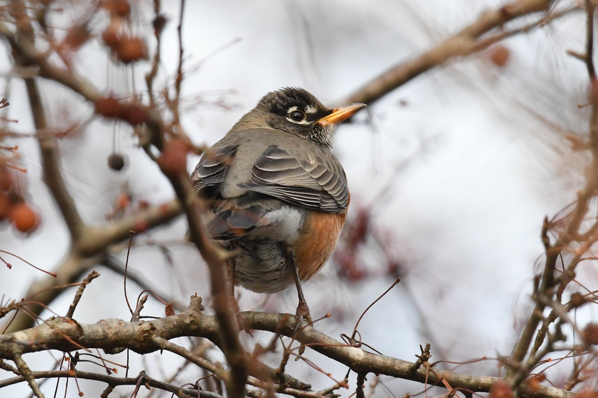 American Robin - ML647356313