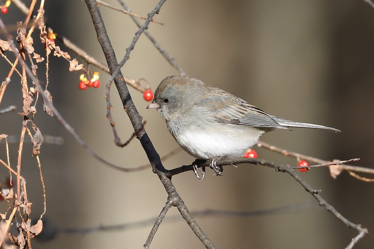Dark-eyed Junco (Slate-colored) - ML647356317