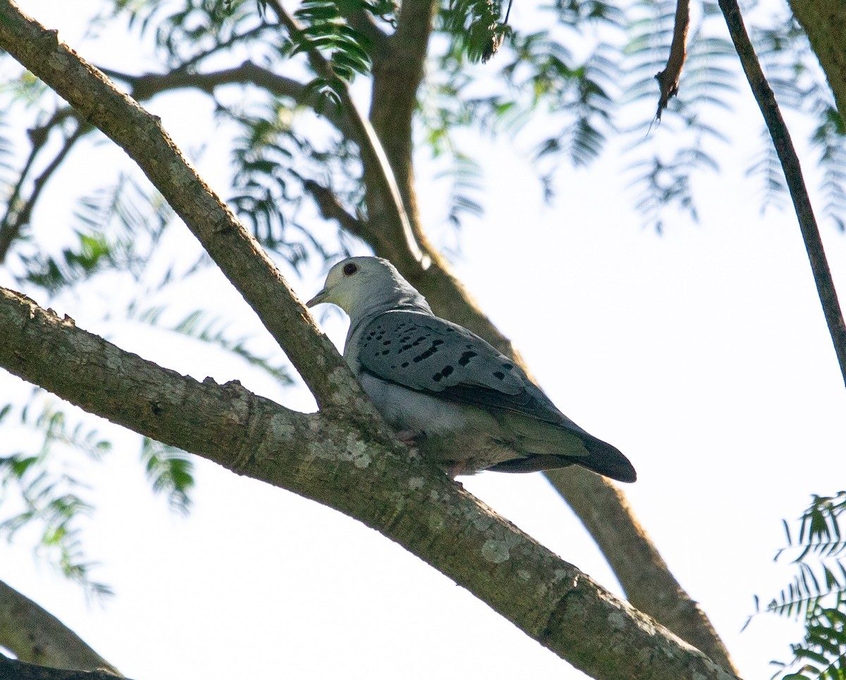 Blue Ground Dove - ML647356318
