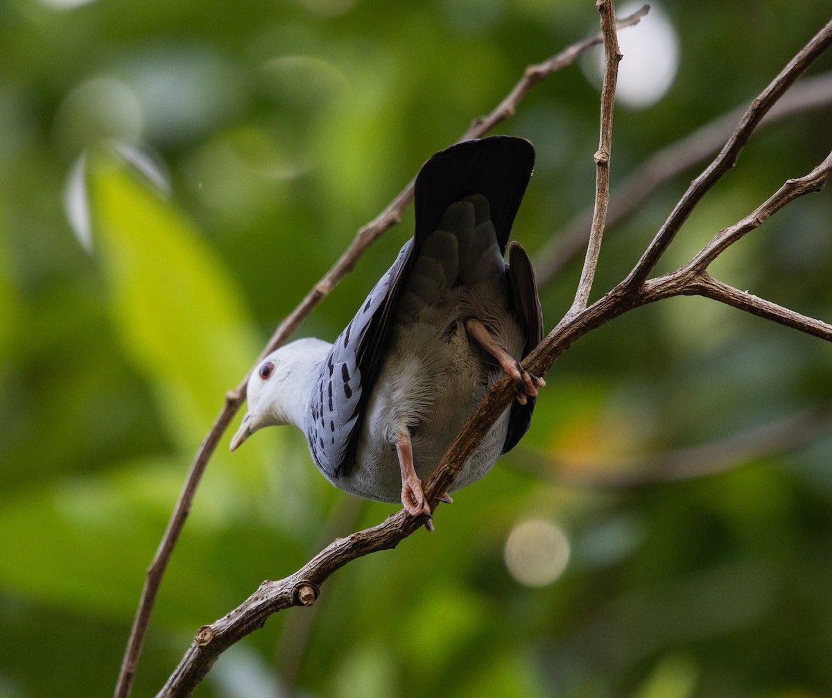 Blue Ground Dove - ML647356319