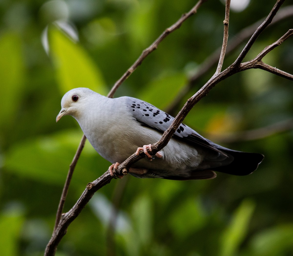 Blue Ground Dove - ML647356320