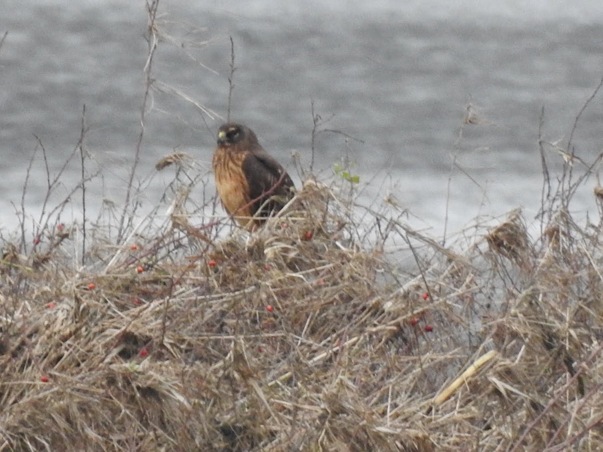 Лунь американський - ML647356321