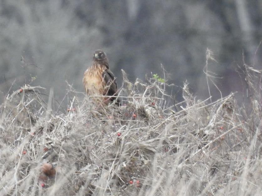 Лунь американський - ML647356322