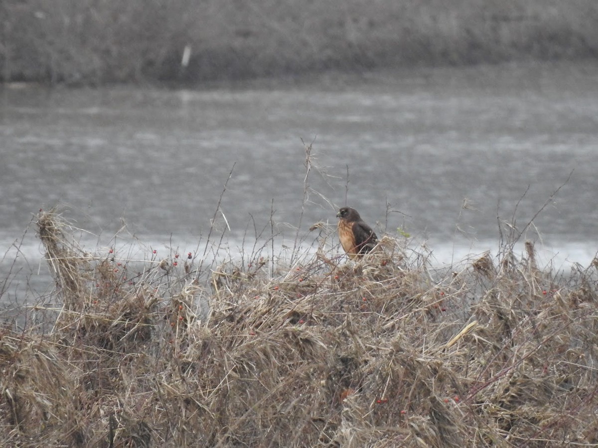 Лунь американський - ML647356323