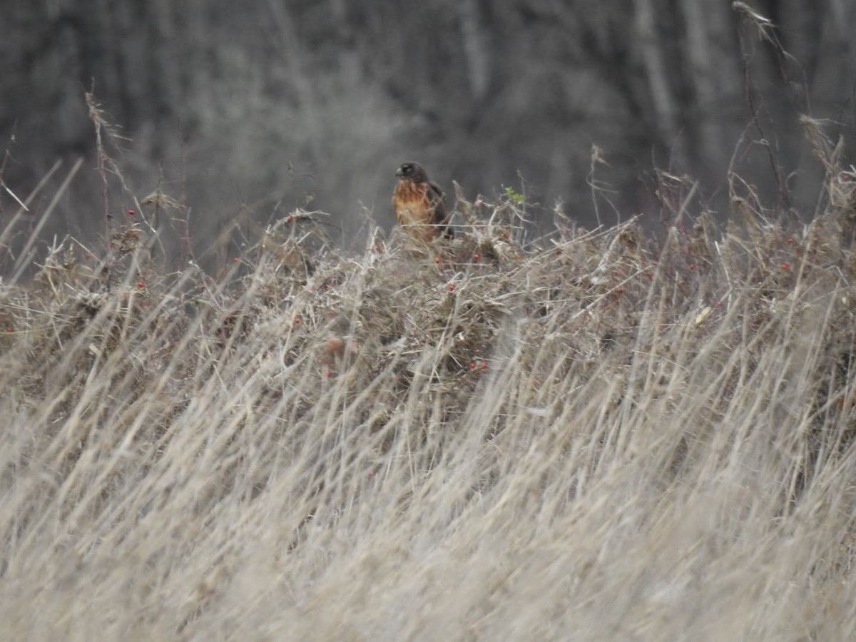 Лунь американський - ML647356324