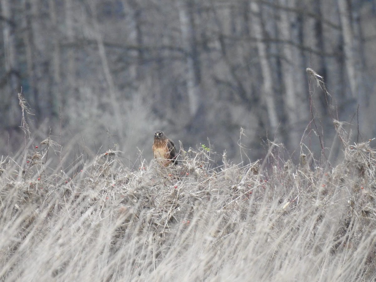 Лунь американський - ML647356325
