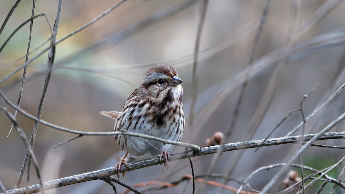 גיבתונית רוננת - ML647356326