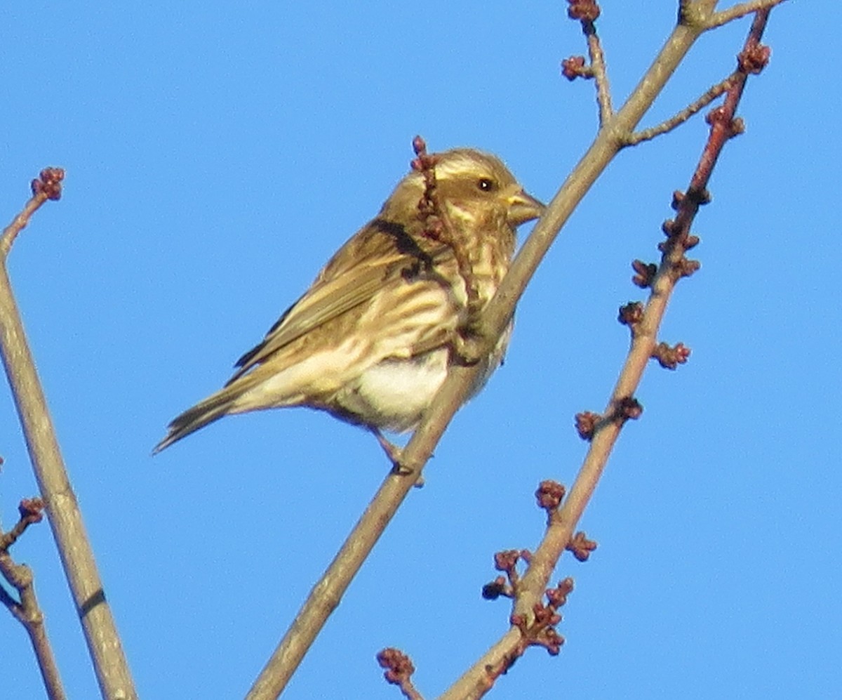 Purple Finch - ML647356327