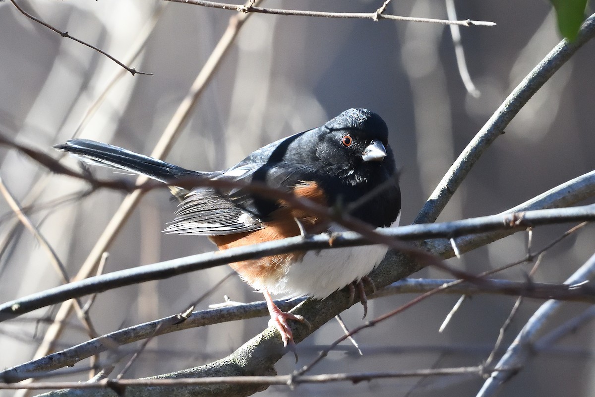 טואי אדום-עין - ML647356328