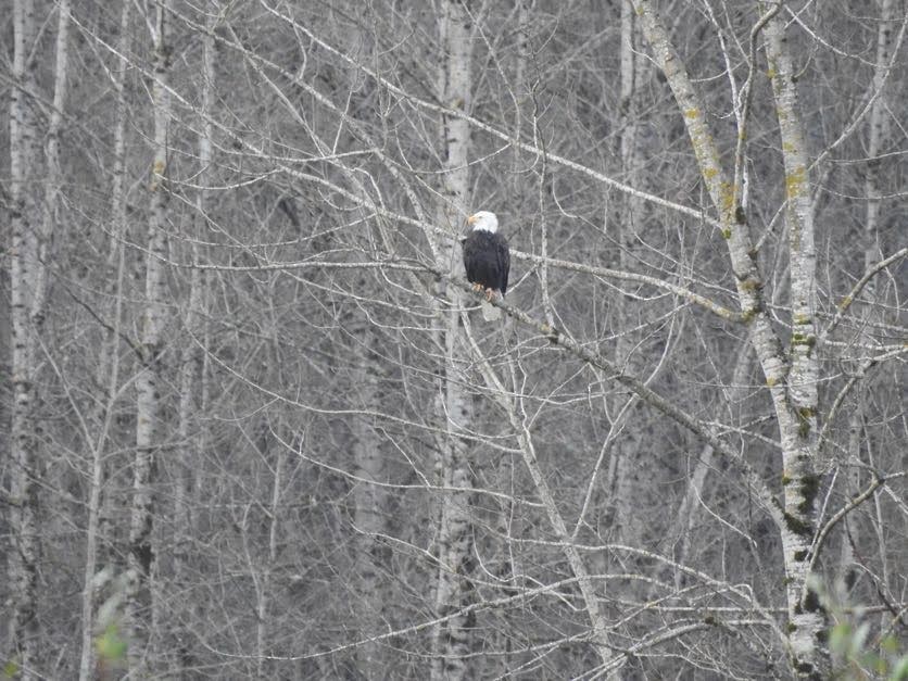 עיטם לבן-ראש - ML647356330