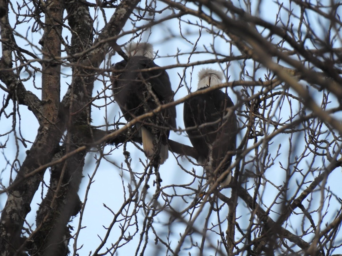 עיטם לבן-ראש - ML647356331