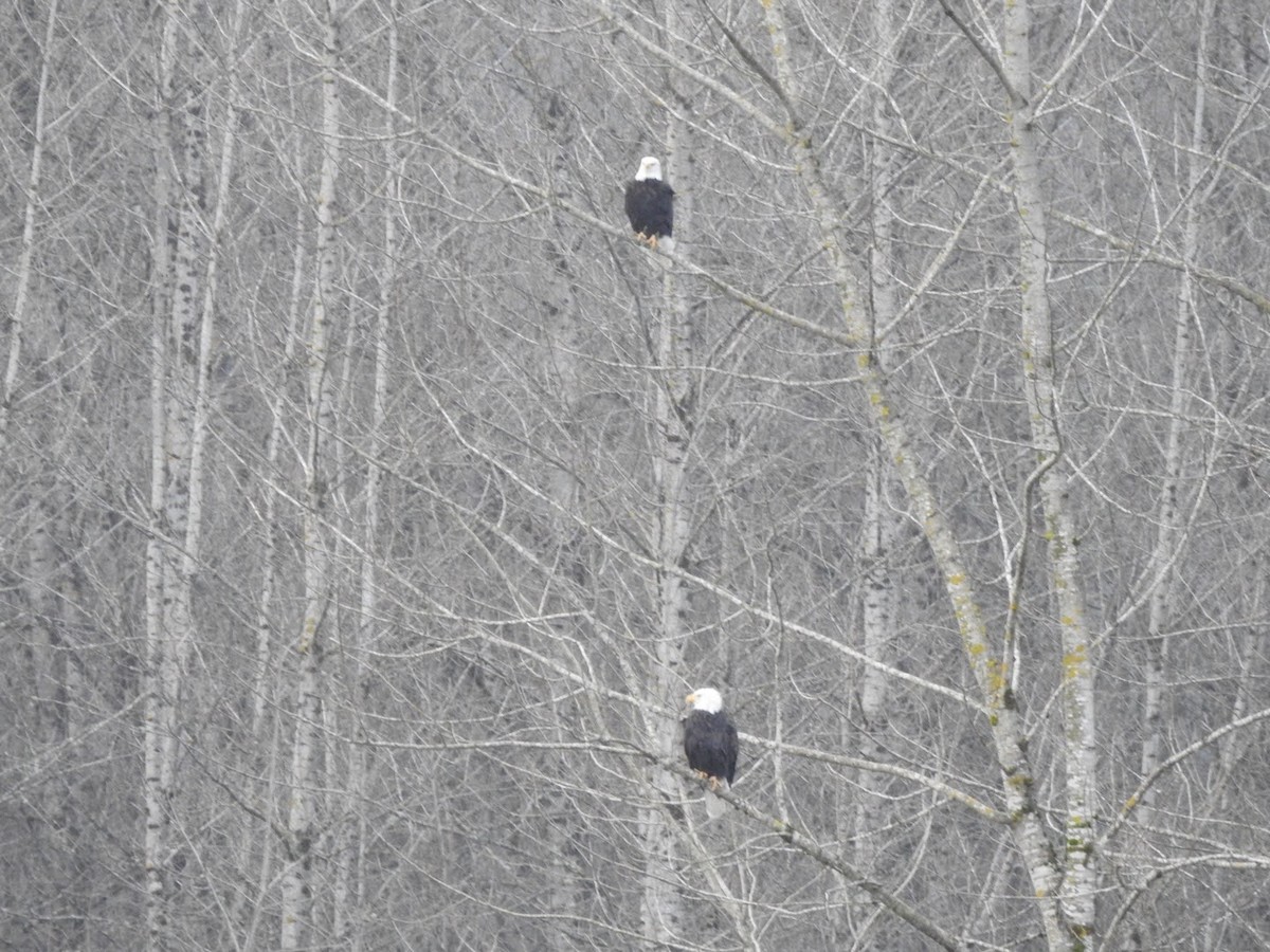 עיטם לבן-ראש - ML647356332