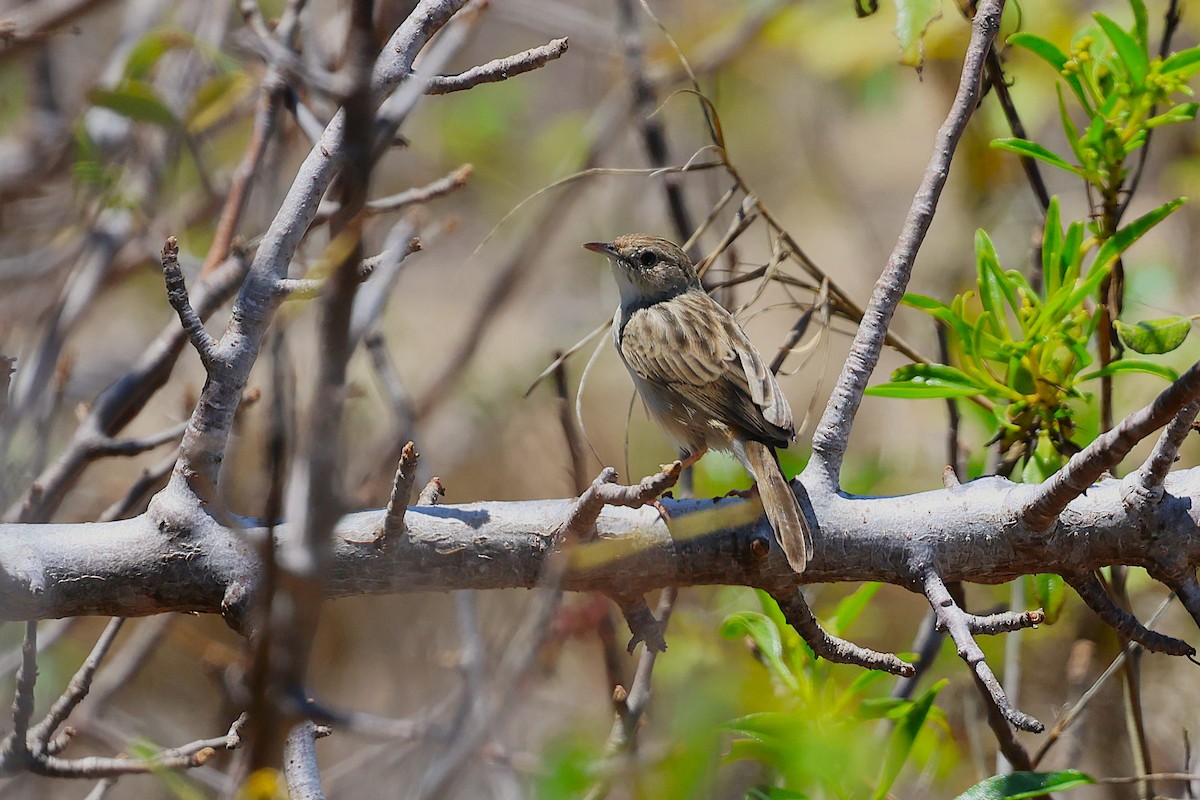 Madagascar Cisticola - ML647356333