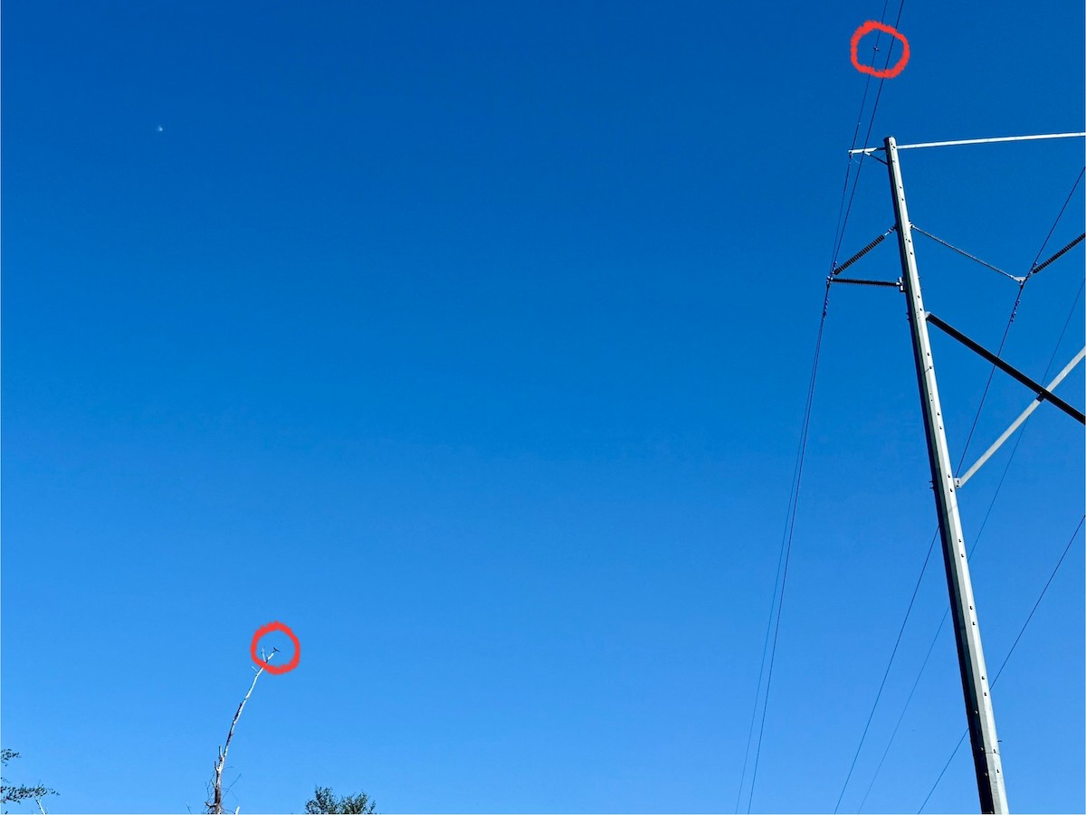 Western Kingbird - ML647356334