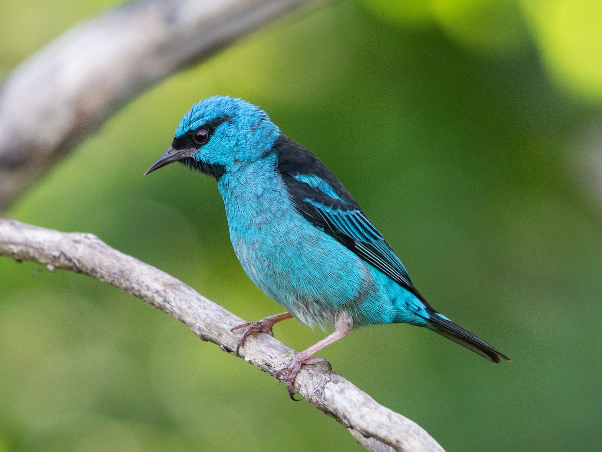 Blue Dacnis - ML647356336