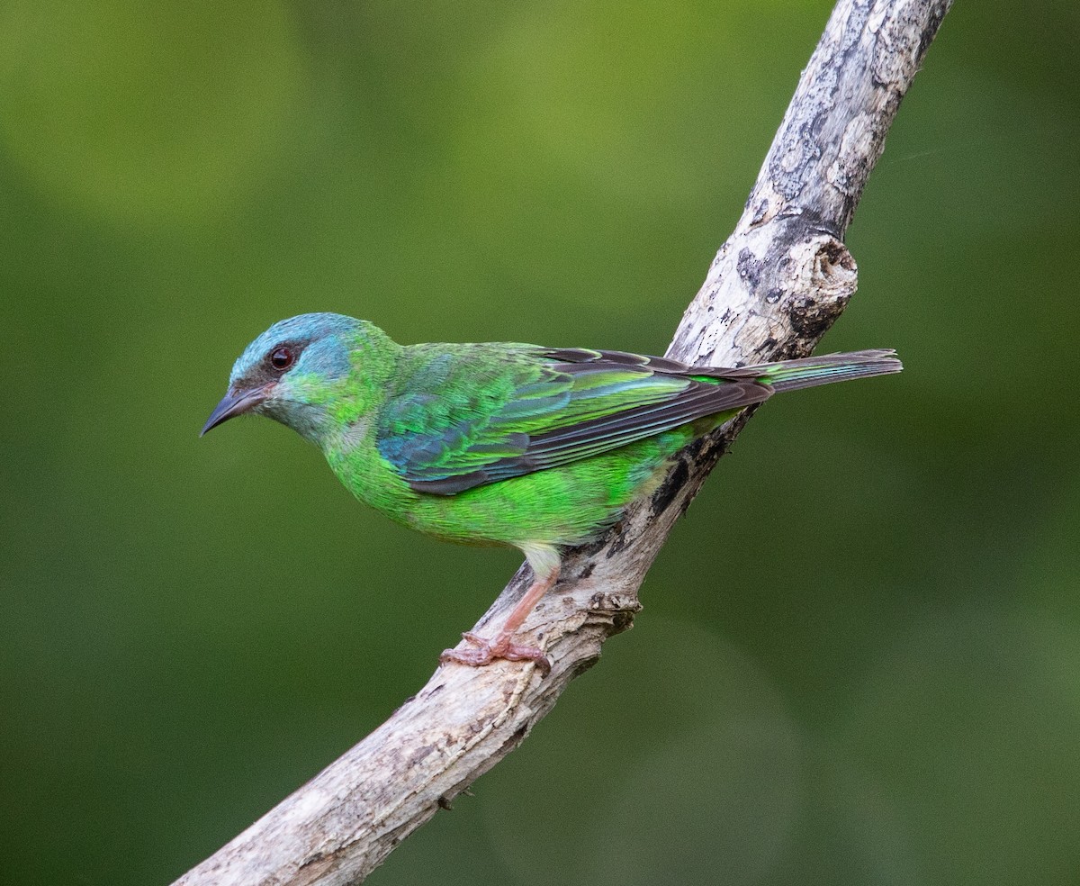 Blue Dacnis - ML647356337