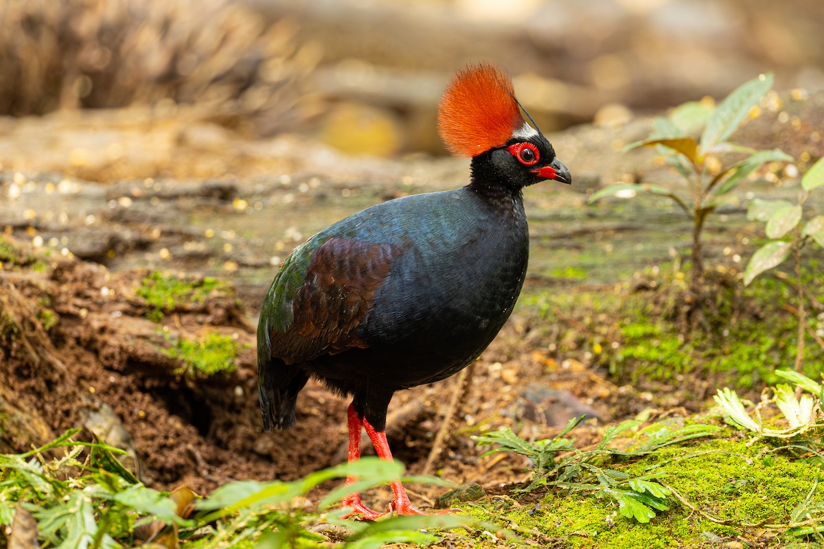Crested Partridge - ML647356342