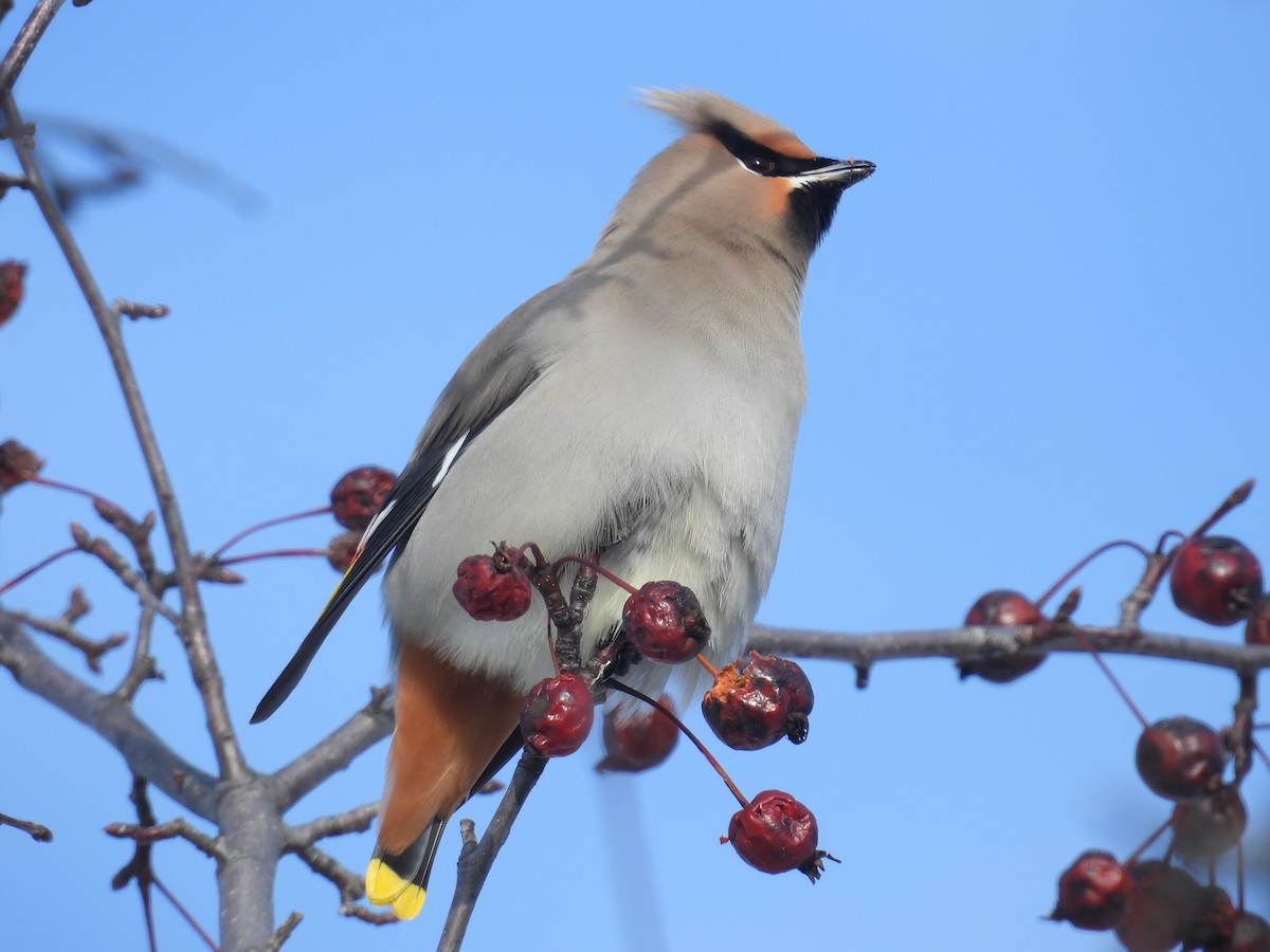 ציצנית - ML647356343
