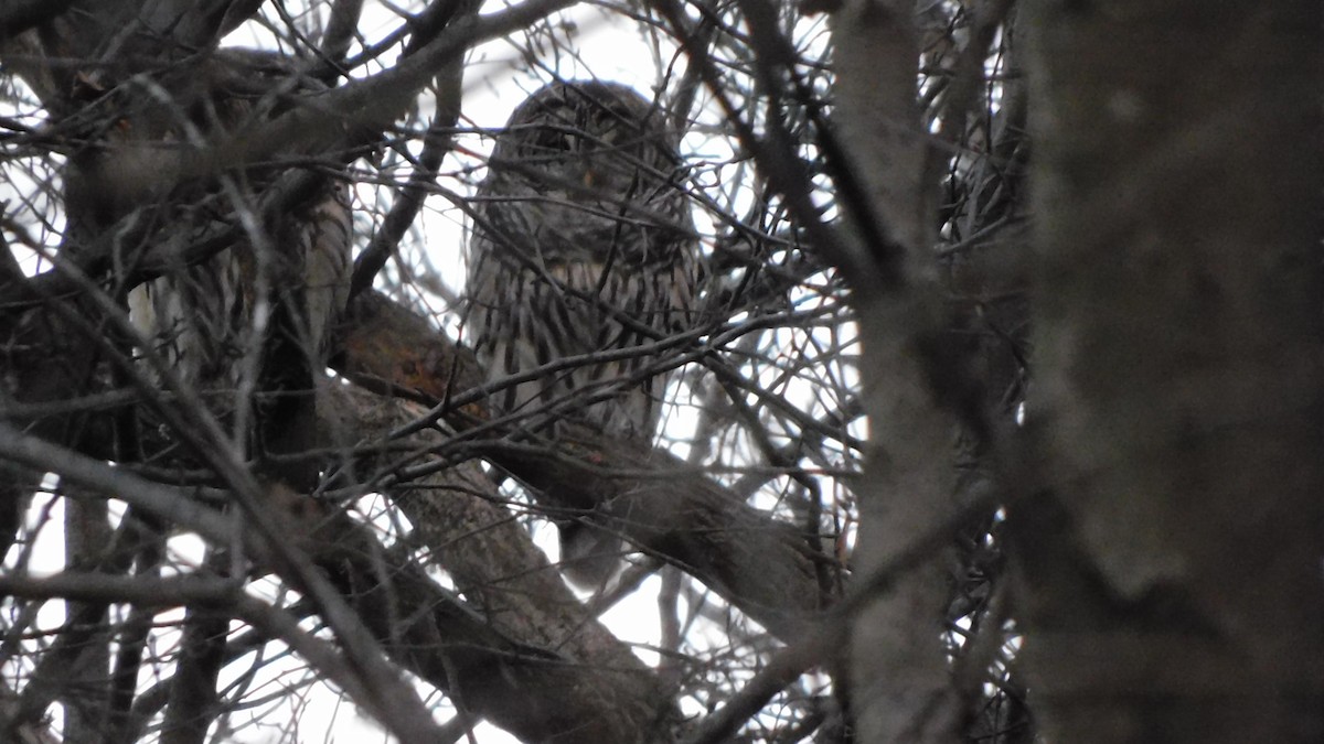 Barred Owl - ML647356345