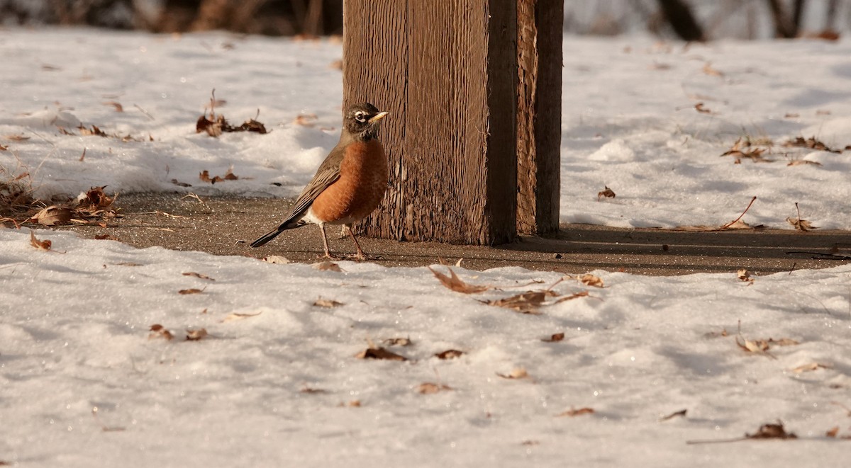 קיכלי נודד - ML647356346
