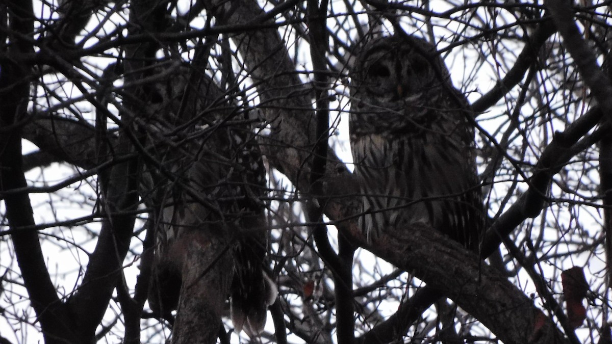 Barred Owl - ML647356347