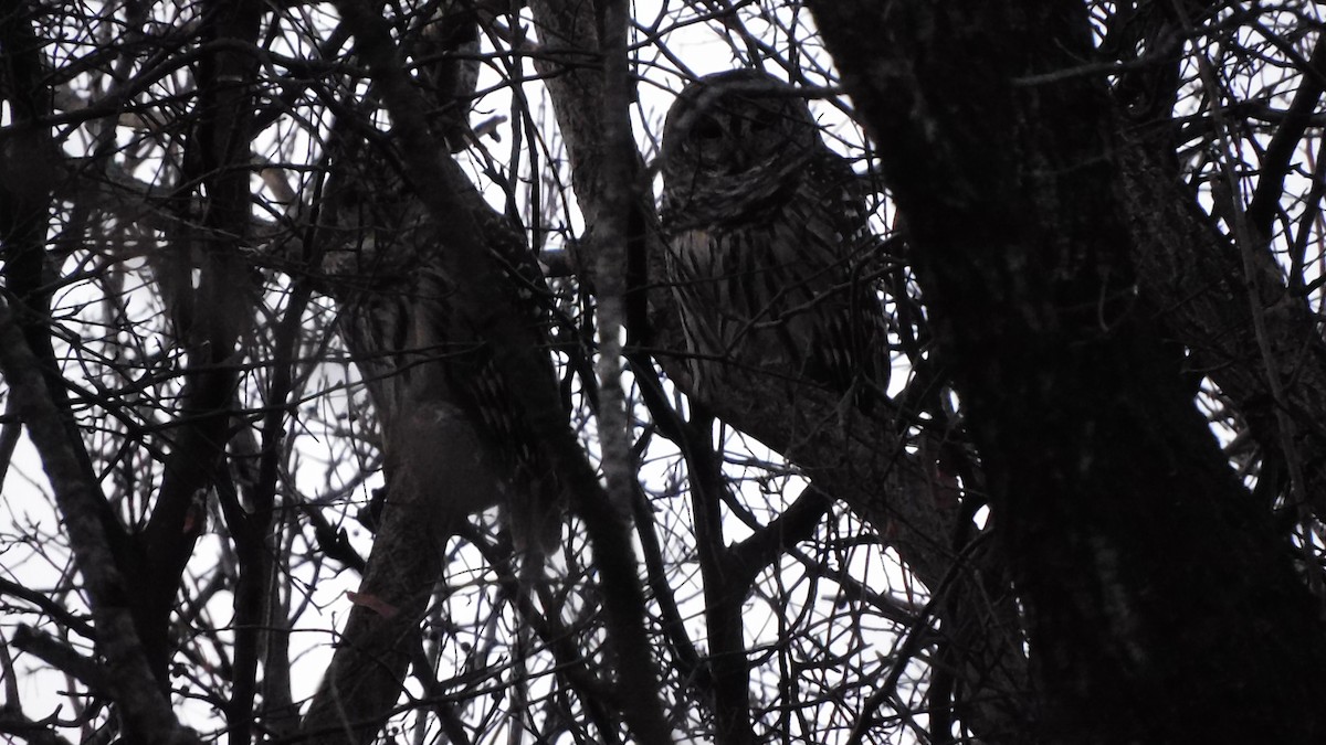 Barred Owl - ML647356348