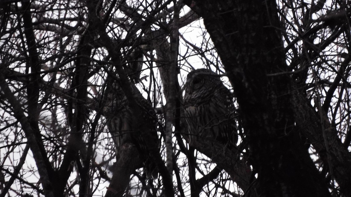 Barred Owl - ML647356349