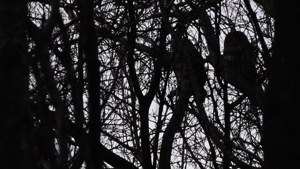 Barred Owl - ML647356350