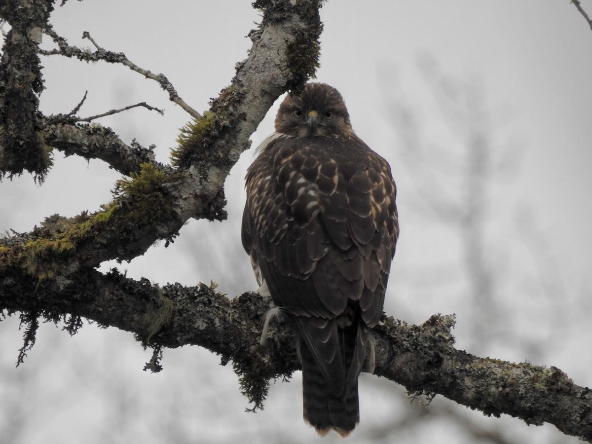 Red-tailed Hawk - ML647356351