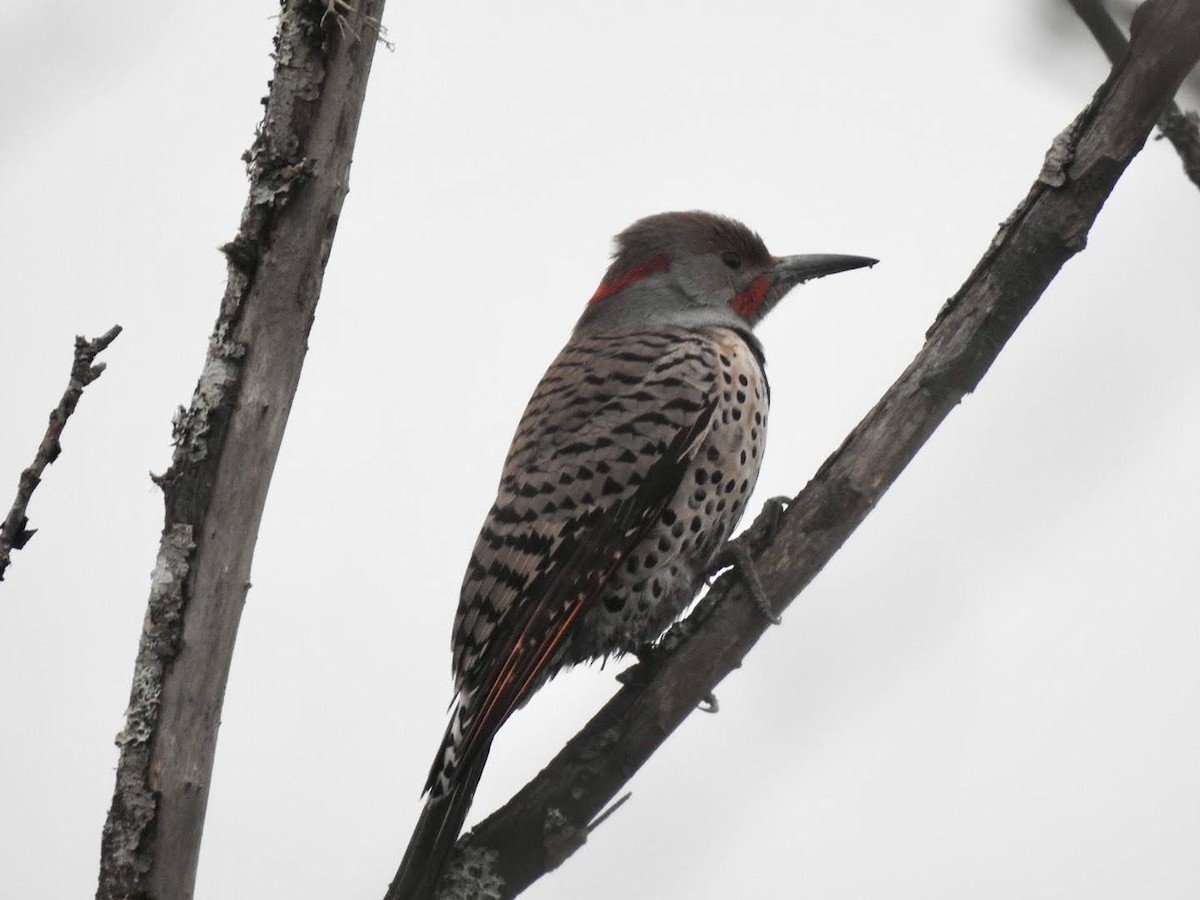 Northern Flicker - ML647356369