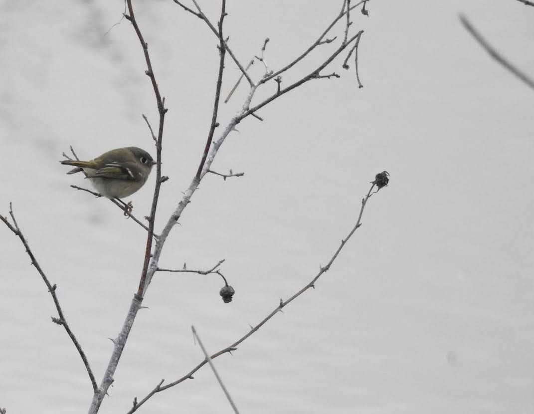 Ruby-crowned Kinglet - ML647356388