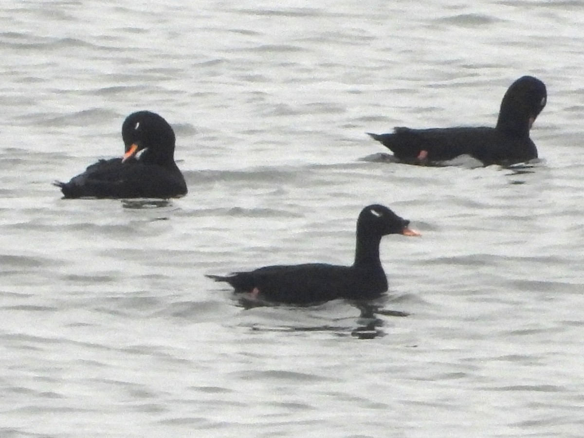 sibirsjøorre - ML647356390