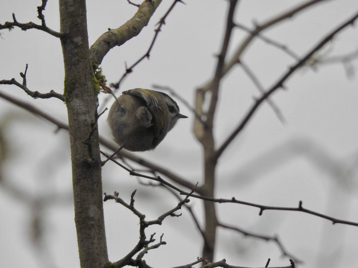 Golden-crowned Kinglet - ML647356395