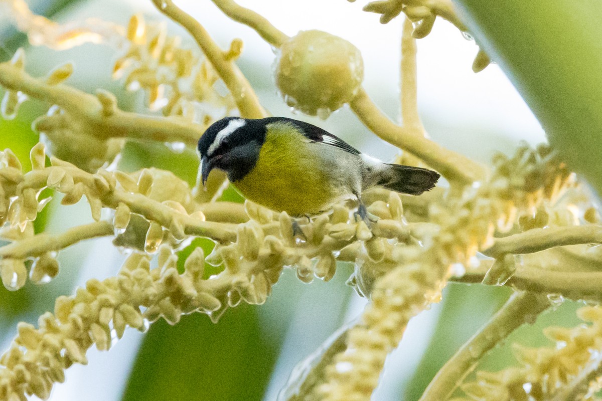 Bananaquit - ML647356396