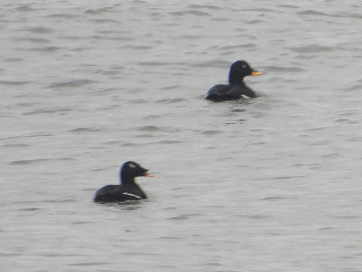 sibirsjøorre - ML647356397