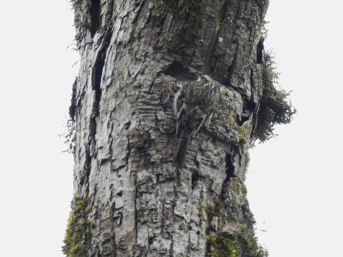 Brown Creeper - ML647356402