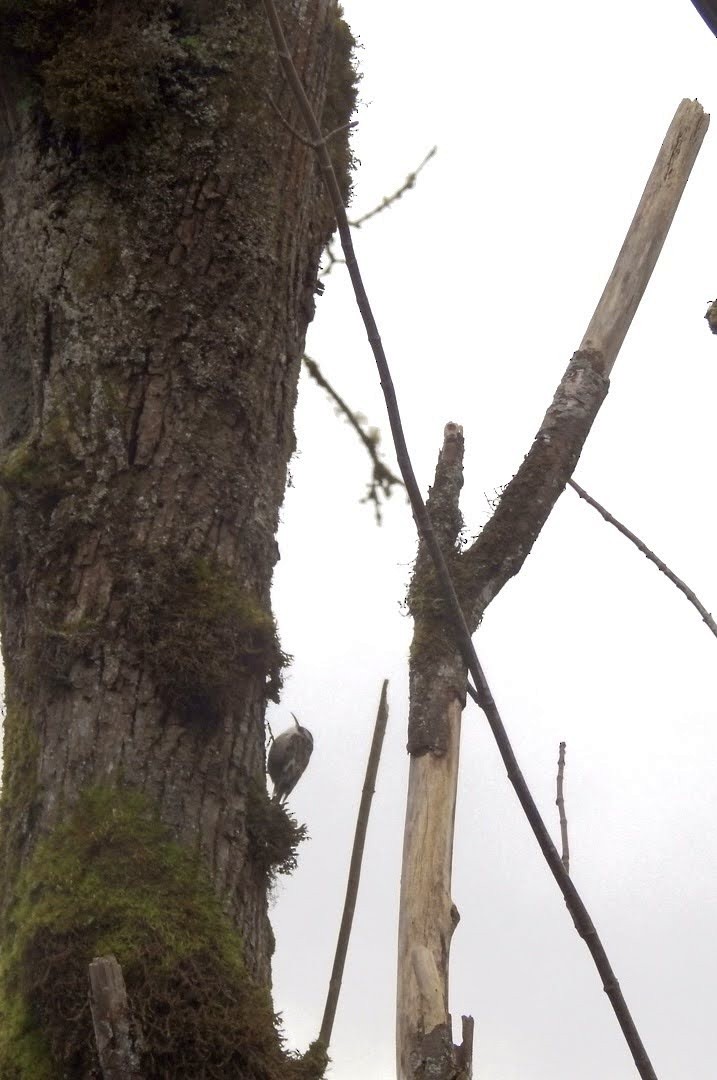 Brown Creeper - ML647356403