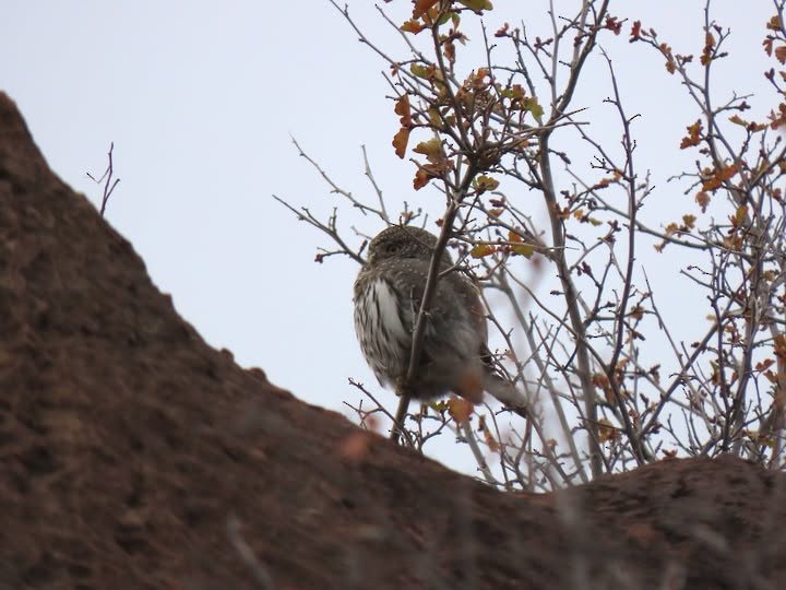Northern Pygmy-Owl - ML647356416
