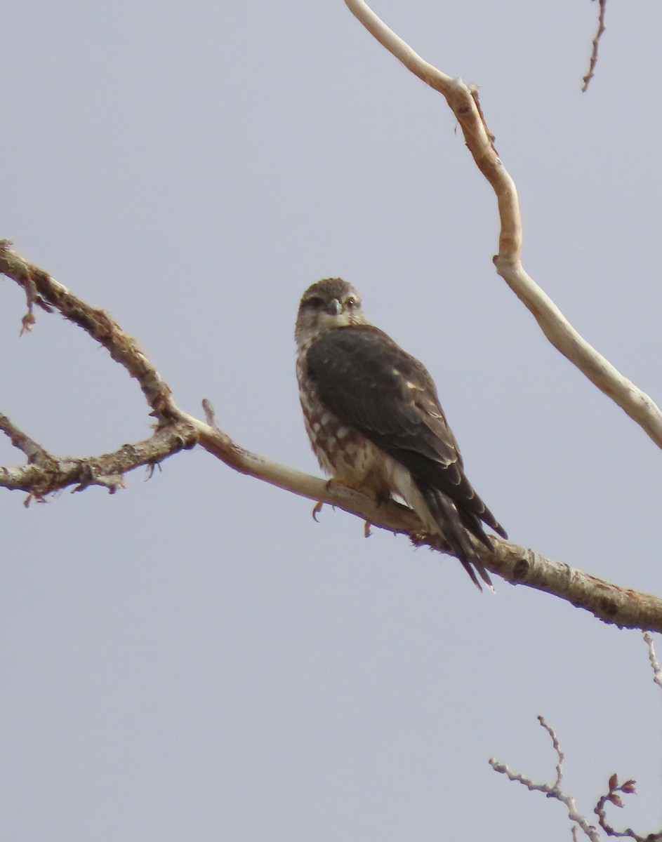 Merlin - ML647356420