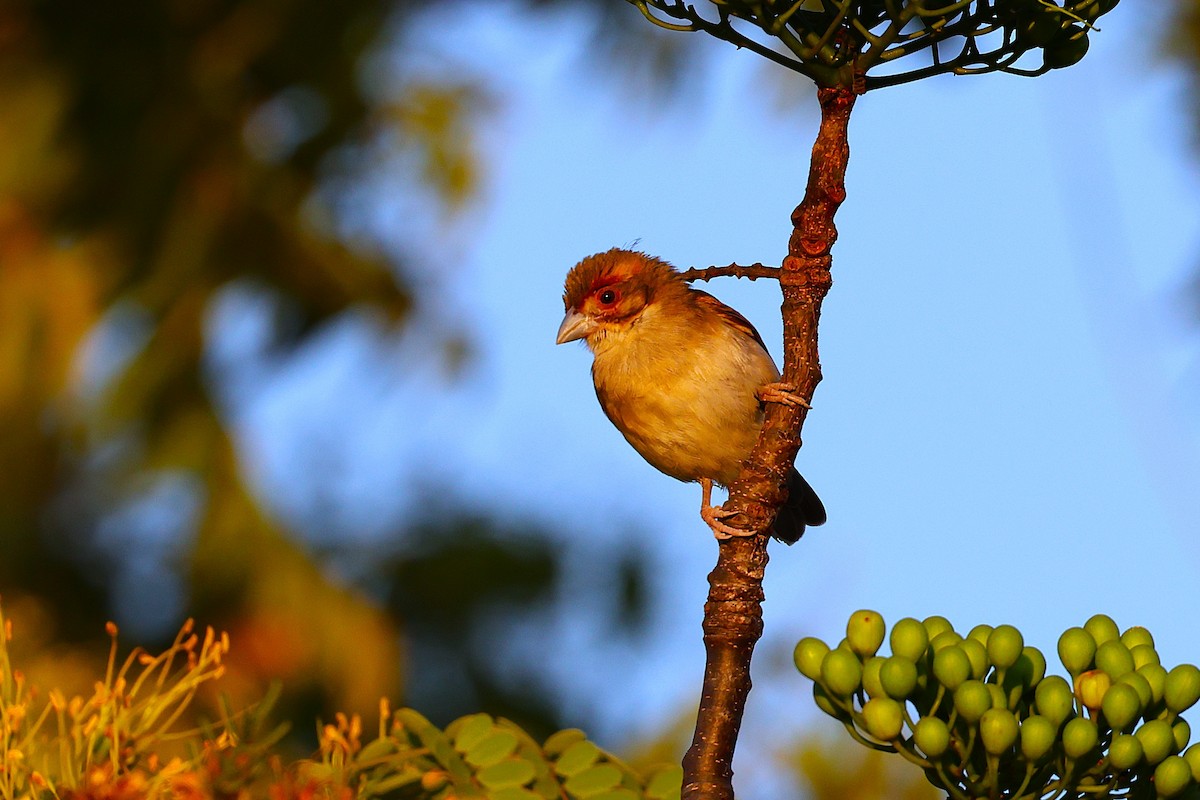 Sakalava Weaver - ML647356448