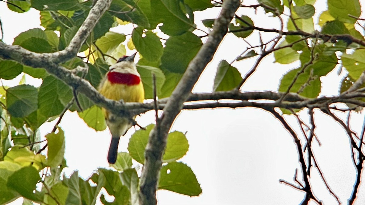 Scarlet-banded Barbet - ML647356450