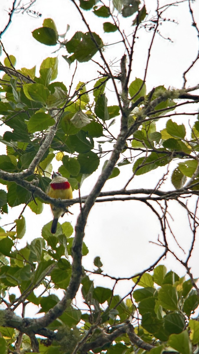 Scarlet-banded Barbet - ML647356451