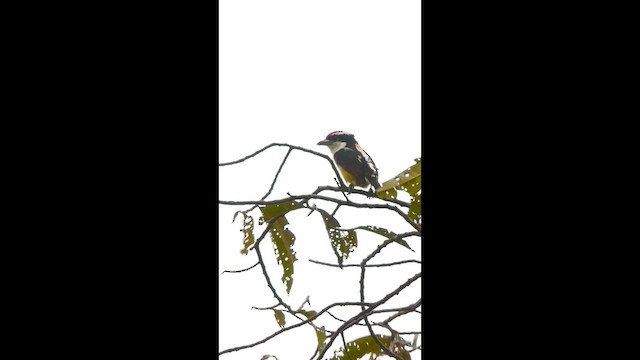 Scarlet-banded Barbet - ML647356452