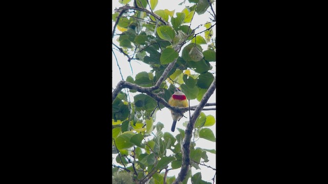 Scarlet-banded Barbet - ML647356453