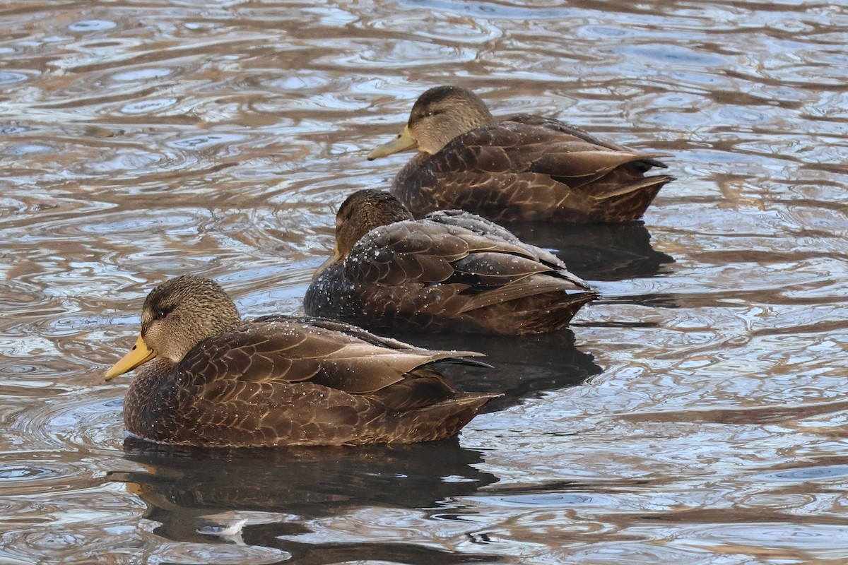 American Black Duck - ML647356454