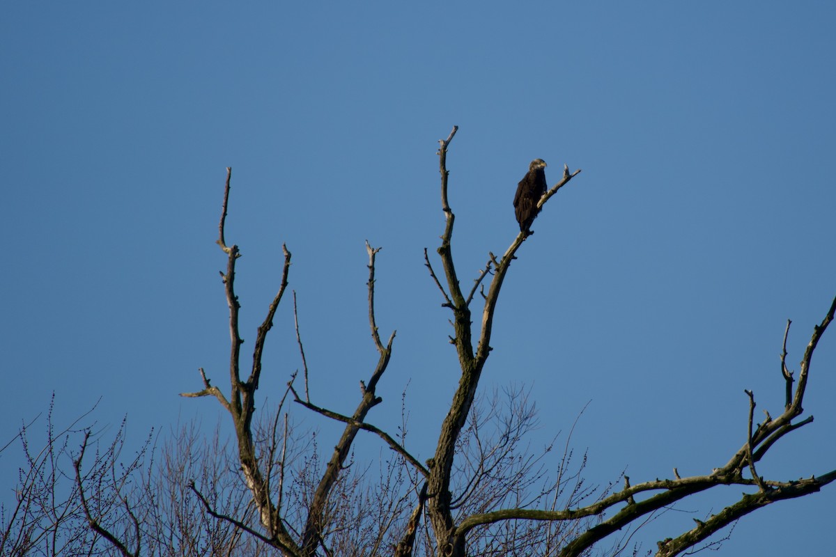 Bald Eagle - ML647356465