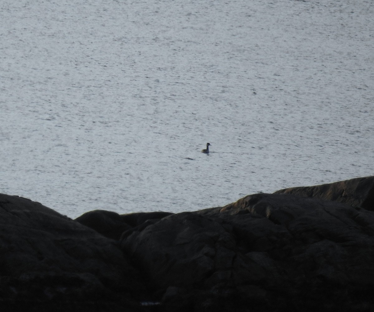 Somormujo Cuellirrojo - ML647356470