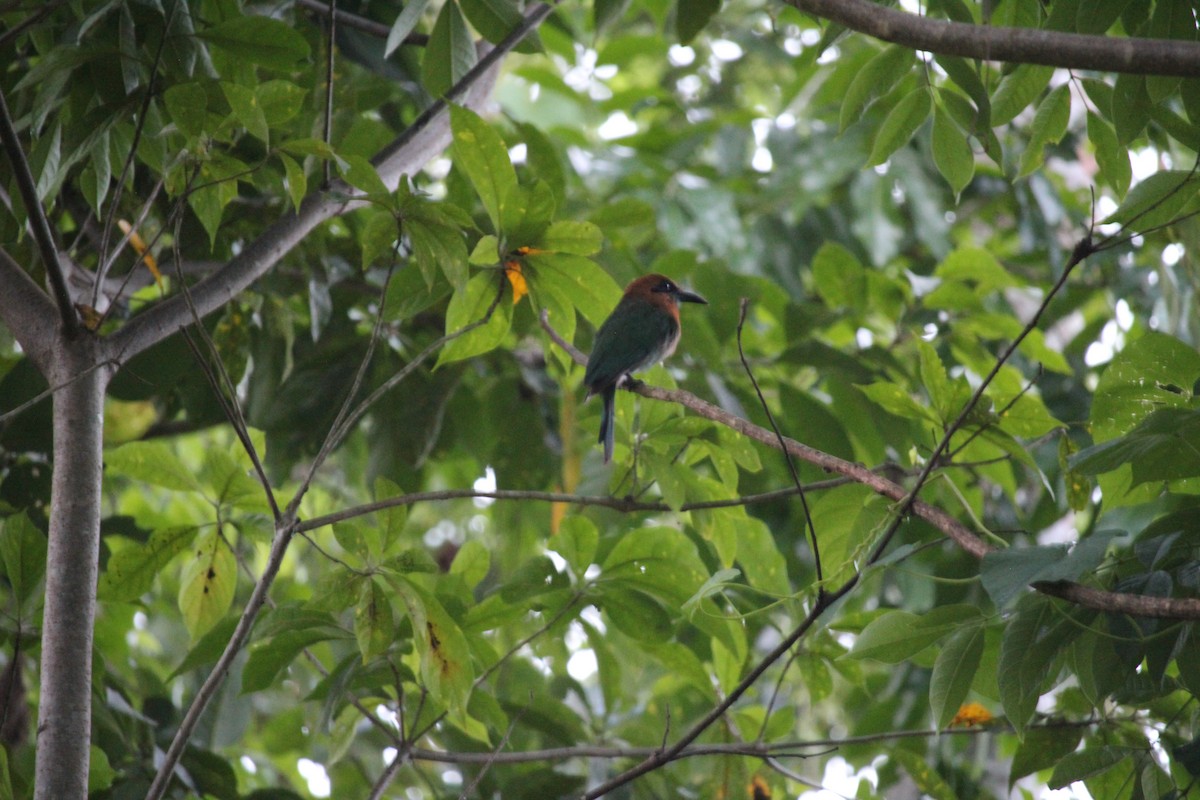Broad-billed Motmot - ML647356472