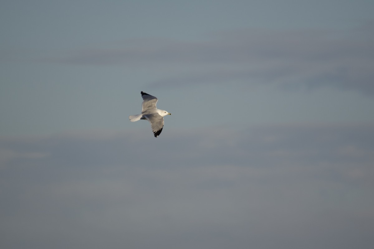 Ring-billed Gull - ML647356473