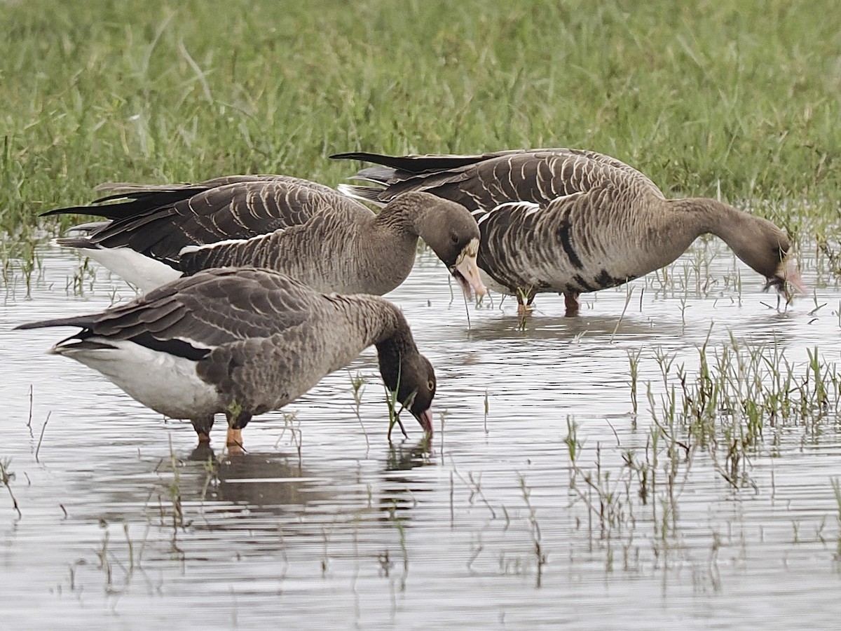 Küçük Sakarca - ML647356474